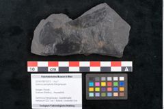 Foto (Objekt + Etikett) von Quercus pachyphylla Ettingshausen (NHMW-GEO-2024-0188-10273)